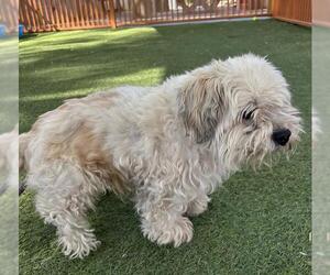 Poodle (Miniature)-Unknown Mix Dogs for adoption in Las Vegas, NV, USA