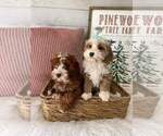 Small Photo #7 Goldendoodle (Miniature) Puppy For Sale in GILBERT, AZ, USA