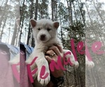 Small Photo #2 Siberian Husky Puppy For Sale in WILLIAMSBURG, VA, USA
