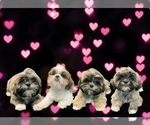 Small Photo #2 Shih Tzu Puppy For Sale in CLEARWATER, FL, USA