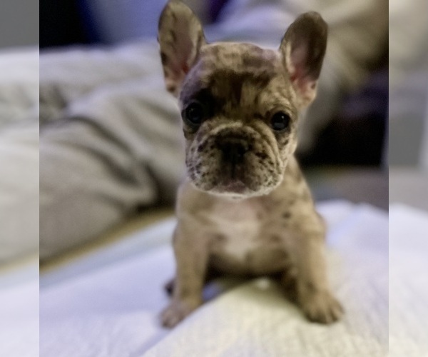 Medium Photo #3 French Bulldog Puppy For Sale in PHILADELPHIA, PA, USA
