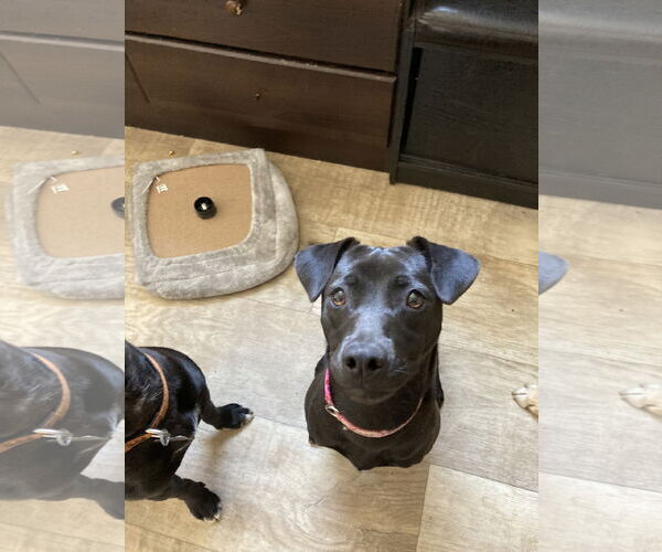 Medium Photo #8 Labrador Retriever-Unknown Mix Puppy For Sale in San Diego, CA, USA