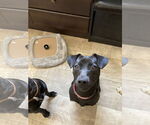 Small #7 Labrador Retriever Mix