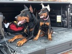 Small Photo #4 Doberman Pinscher Puppy For Sale in BROOKLYN, NY, USA