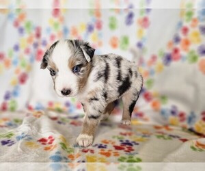 Australian Shepherd Puppy for sale in PHOENIX, AZ, USA