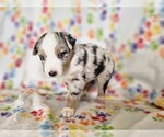 Image preview for Ad Listing. Nickname: Bubbles