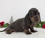 Small #9 Dachshund