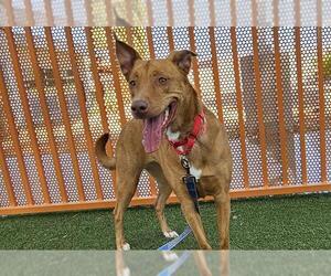 American Pit Bull Terrier-German Shepherd Dog Mix Dogs for adoption in Las Vegas, NV, USA