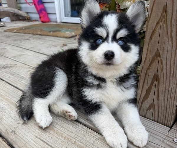 Medium Photo #1 Pomsky Puppy For Sale in HUBERT, NC, USA