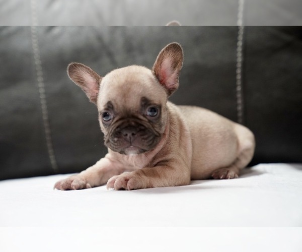 Medium Photo #11 French Bulldog Puppy For Sale in SAN JOSE, CA, USA