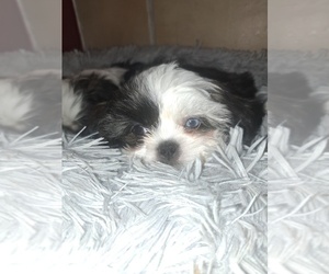 Shih Tzu Puppy for sale in MESA, AZ, USA