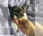 Small Photo #7 French Bulldog Puppy For Sale in HAMDEN, CT, USA