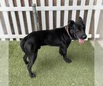 Small American Pit Bull Terrier-German Shepherd Dog Mix
