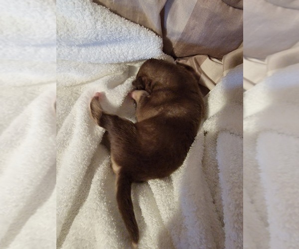 Medium Photo #9 Alaskan Malamute Puppy For Sale in BROOTEN, MN, USA