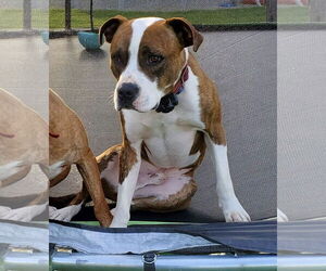 Mugsy - Male American Pit Bull Terrier-Unknown Mix Dog for Adoption - Photo #30