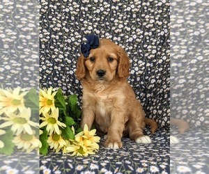 Golden Cavalier Puppy for sale in KIRKWOOD, PA, USA