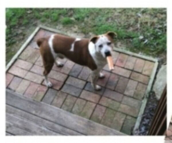 Medium Photo #12 Boxer-Unknown Mix Puppy For Sale in Winston Salem, NC, USA
