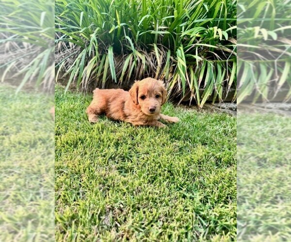 Medium Photo #5 Double Doodle Puppy For Sale in LAGRANGE, GA, USA