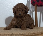 Small Photo #56 Poodle (Miniature) Puppy For Sale in GOSHEN, IN, USA