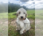 Small Photo #5 Goldendoodle Puppy For Sale in CLINTONVILLE, WV, USA