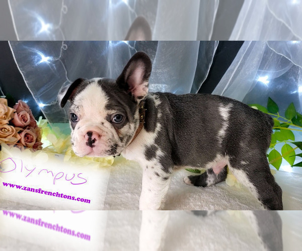 Medium Photo #6 Faux Frenchbo Bulldog Puppy For Sale in SAND LAKE, MI, USA