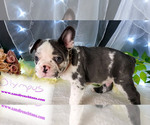 Small Photo #6 Faux Frenchbo Bulldog Puppy For Sale in SAND LAKE, MI, USA