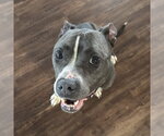 Small #1 Mutt