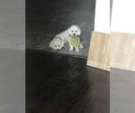 Small Photo #2 Bichon Frise Puppy For Sale in ATL, GA, USA