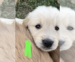 Small Photo #12 Golden Retriever Puppy For Sale in TOWNER, CO, USA