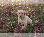 Small Photo #2 Golden Retriever Puppy For Sale in HOLMESVILLE, OH, USA