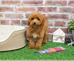 Small #5 Poodle (Miniature)