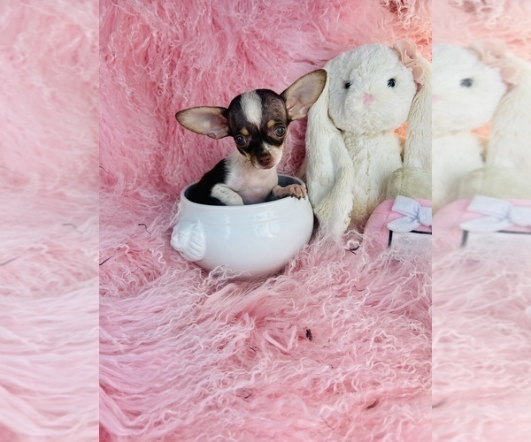 Medium Photo #12 Chihuahua Puppy For Sale in MIAMI, FL, USA