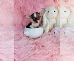 Small #11 Chihuahua
