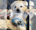 Small Photo #9 Labrador Retriever Puppy For Sale in GLENDALE, CA, USA