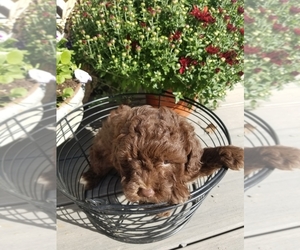 Poodle (Miniature) Puppy for Sale in DAYTON, Virginia USA