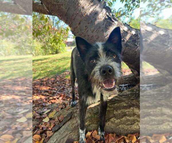 Medium Photo #1 Mutt Puppy For Sale in Candler, NC, USA