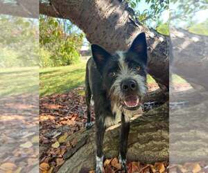 Mutt Dogs for adoption in Candler, NC, USA