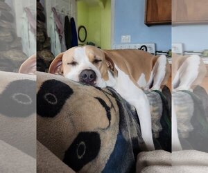 American Bulldog-Labrador Retriever Mix Dogs for adoption in Chico, CA, USA