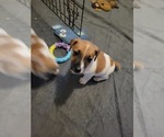 Small #9 Russell Terrier