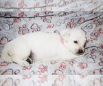 Puppy 9 English Cream Golden Retriever