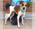 Small #2 Beagle Mix