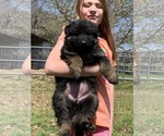 Small #1 German Shepherd Dog