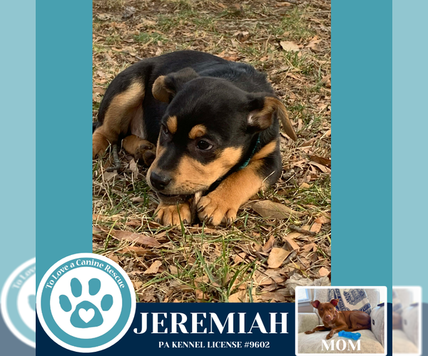 Medium Photo #2 Mutt Puppy For Sale in Kimberton, PA, USA