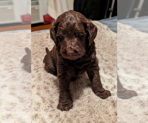 Medium Photo #1 Goldendoodle Puppy For Sale in PITTSGROVE, NJ, USA