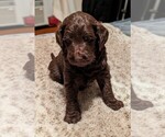 Small Photo #1 Goldendoodle Puppy For Sale in PITTSGROVE, NJ, USA
