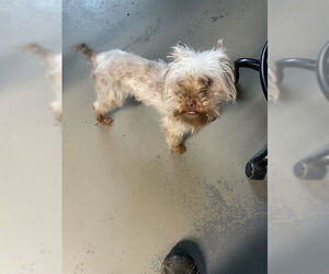 Mutt Dogs for adoption in Tallahassee, FL, USA