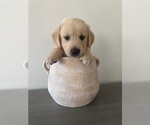 Puppy Honey Golden Retriever