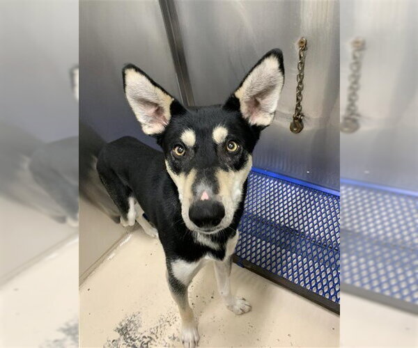 Medium Photo #1 Siberian Husky Puppy For Sale in Fairbanks, AK, USA