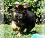 Small Photo #3 German Shepherd Dog Puppy For Sale in MURRIETA, CA, USA