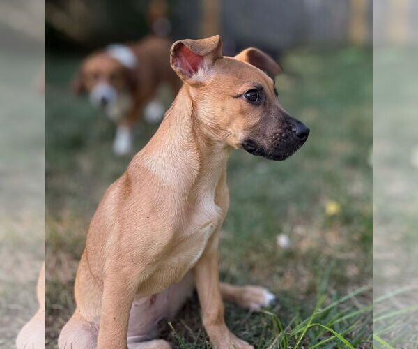 Medium Photo #3 Mutt Puppy For Sale in Germantown, OH, USA